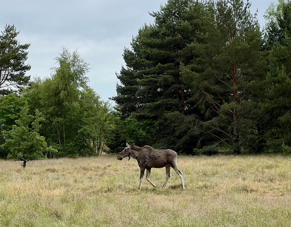 Parduodamas namas Kuršių tak., , Palangoje, 80 kv.m ploto