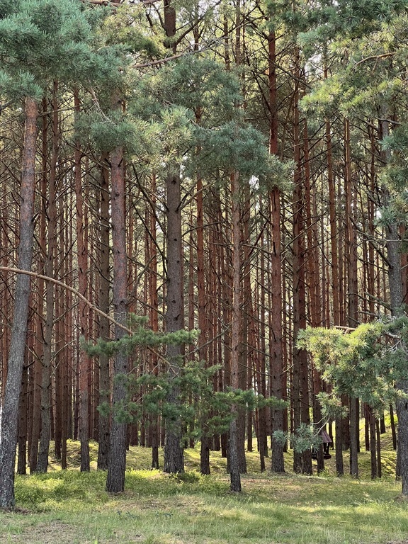 Parduodamas namas Kuršių tak., , Palangoje, 80 kv.m ploto