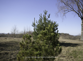 Parduodamas namas Piliakalnio g., Krištapiškių k., 59 kv.m ploto - more photos