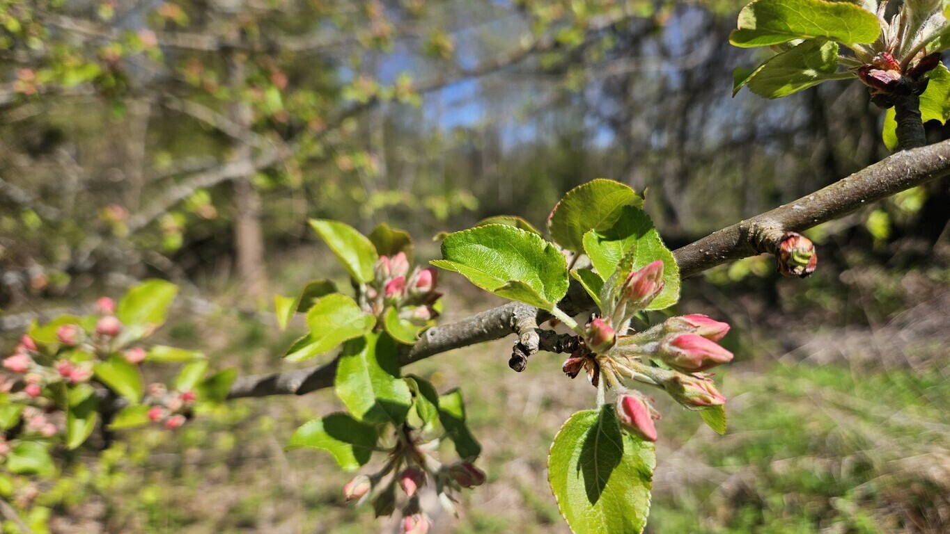 Parduodamas sklypas Zundų 1-oji g., Šepečių k., 6 a ploto-image-290461728