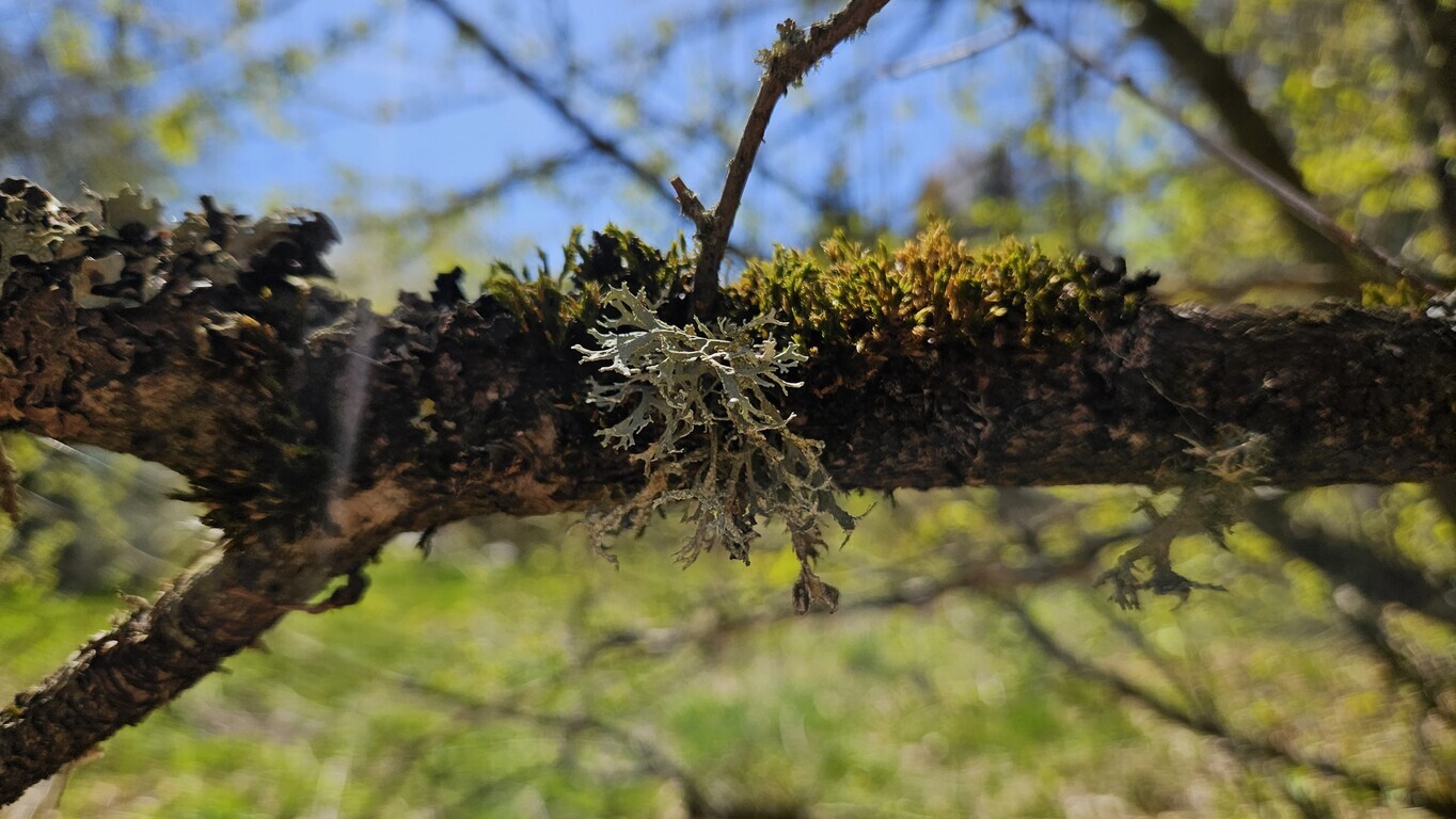 Parduodamas sklypas Zundų 1-oji g., Šepečių k., 6 a ploto-image-290461730