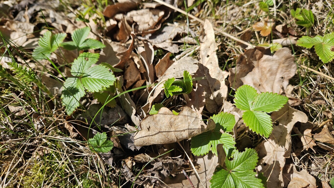 Parduodamas sklypas Zundų 1-oji g., Šepečių k., 6 a ploto-image-290461729