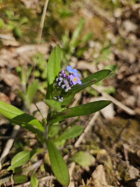Parduodamas sklypas Zundų 1-oji g., Šepečių k., 6 a ploto-image-290461731