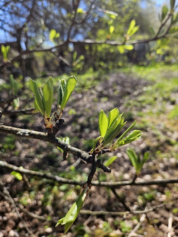 Parduodamas sklypas Zundų 1-oji g., Šepečių k., 6 a ploto-image-290461732