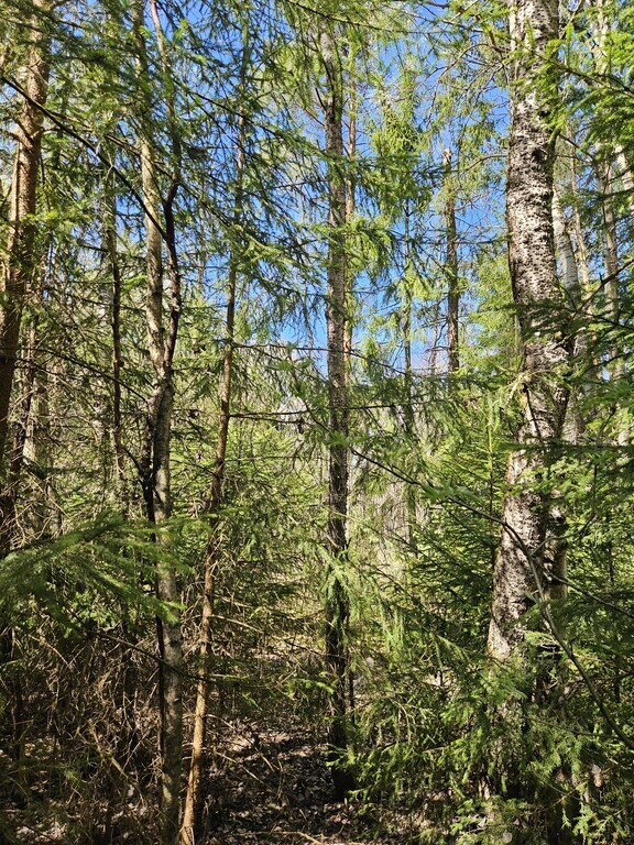 Parduodamas sklypas Zundų 1-oji g., Šepečių k., 6 a ploto-image-290461727