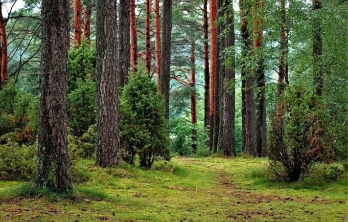 Parduodamas sklypas Smėlynė, 250 a ploto