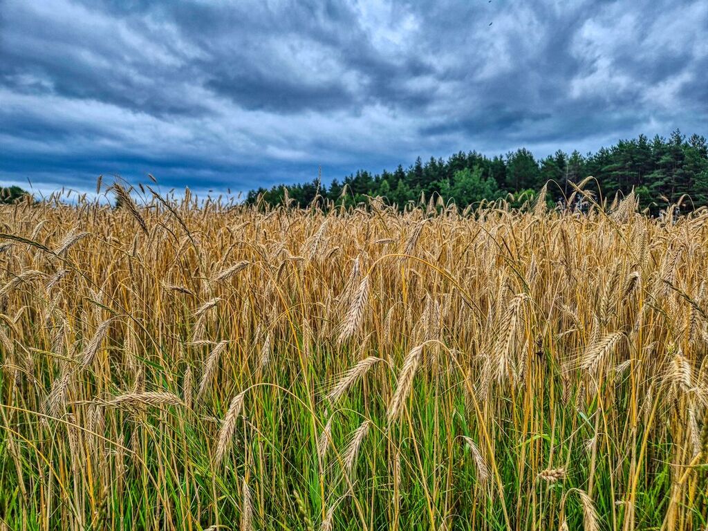 Parduodamas sklypas Staniškės, 5.04 a ploto